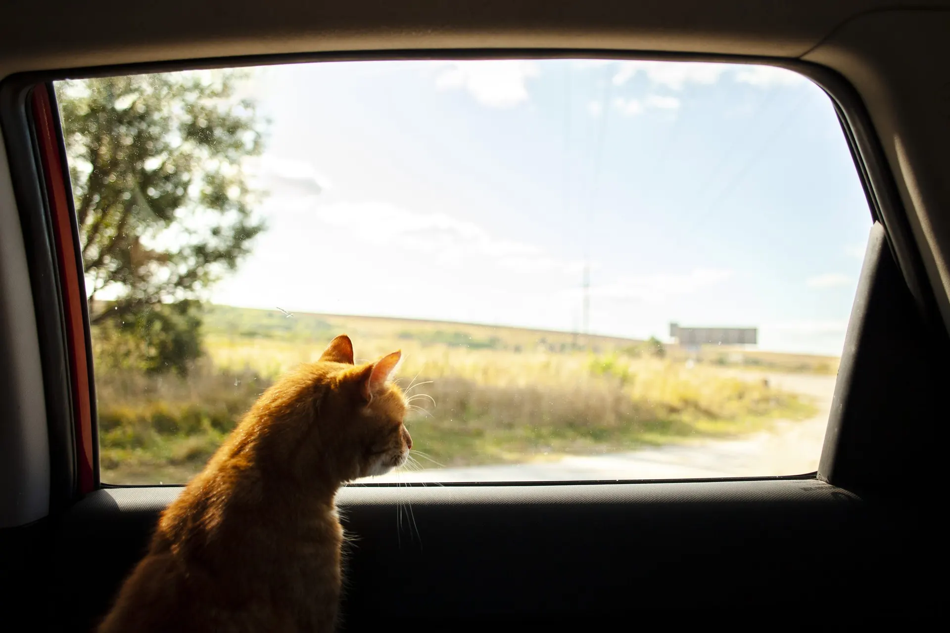 A ginger cat sitting calmly on a car back seat, watching the road go by