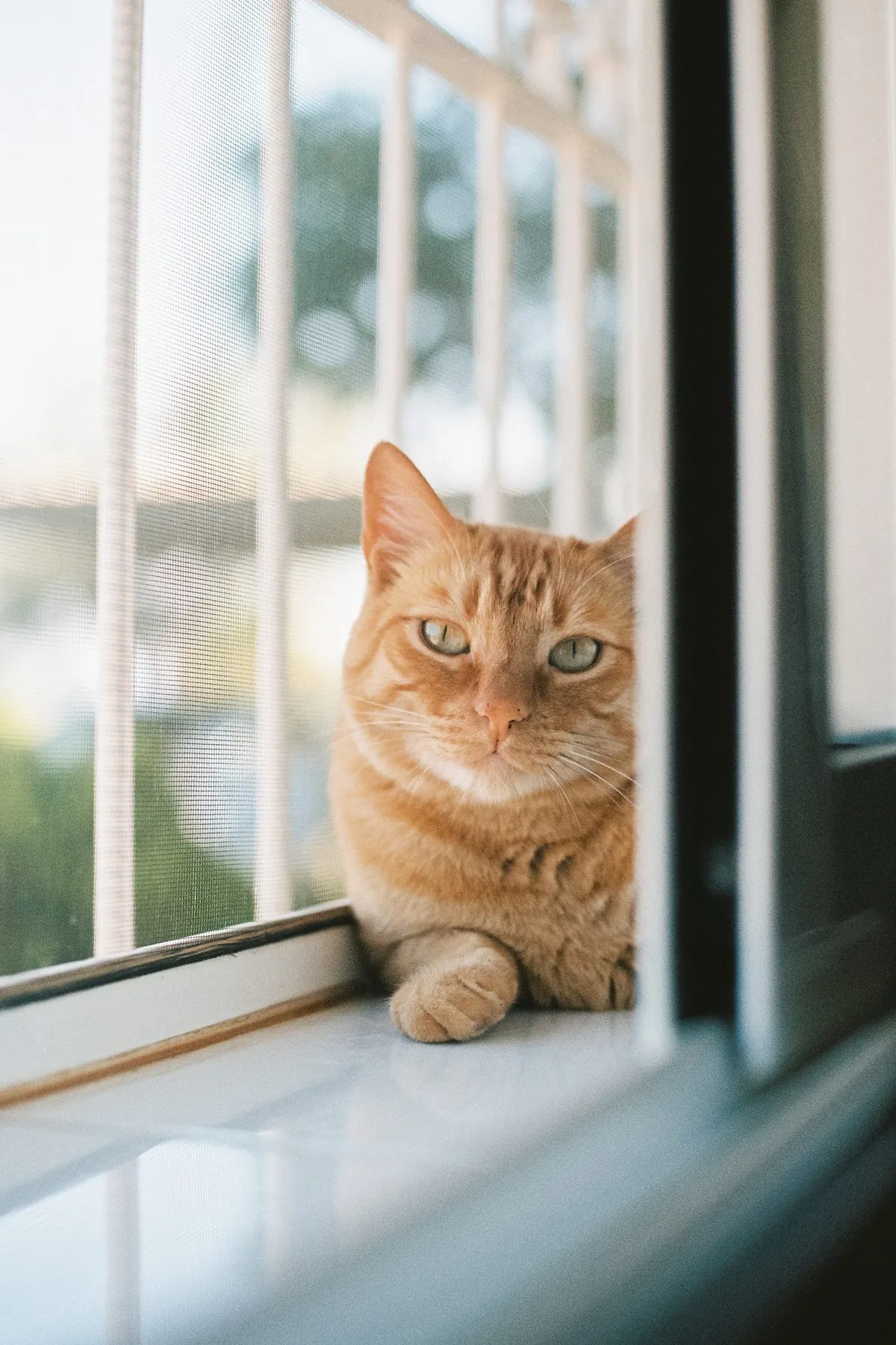 A ginger cat stretched out asleep in the light from a window