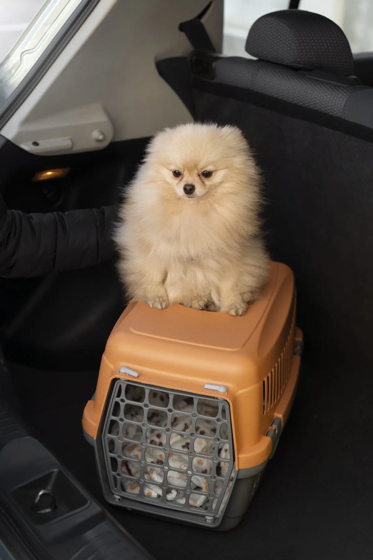 A small dog sitting beside its travel carrier on a car seat