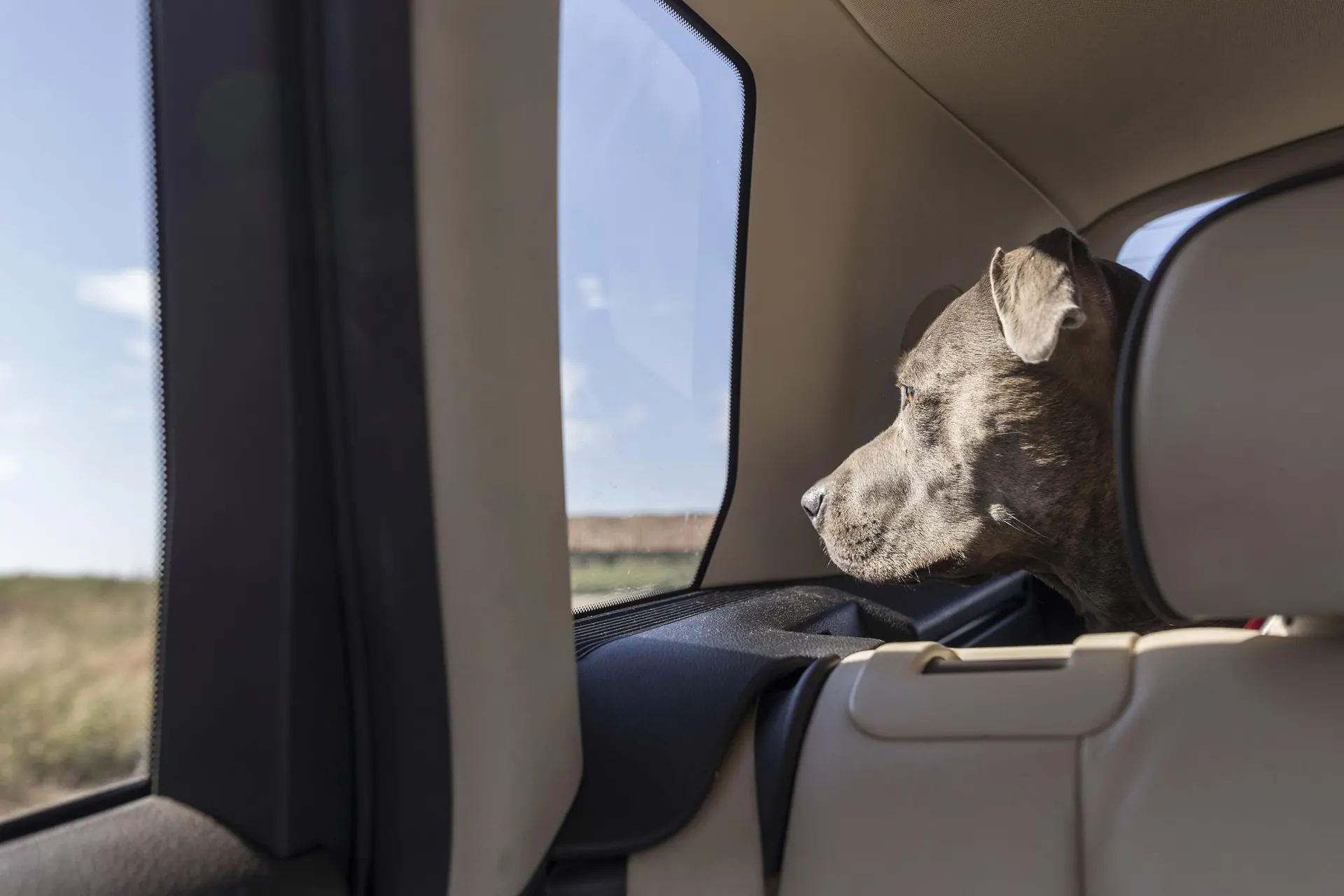 A dog settled on the rear seat of a car beside its owner