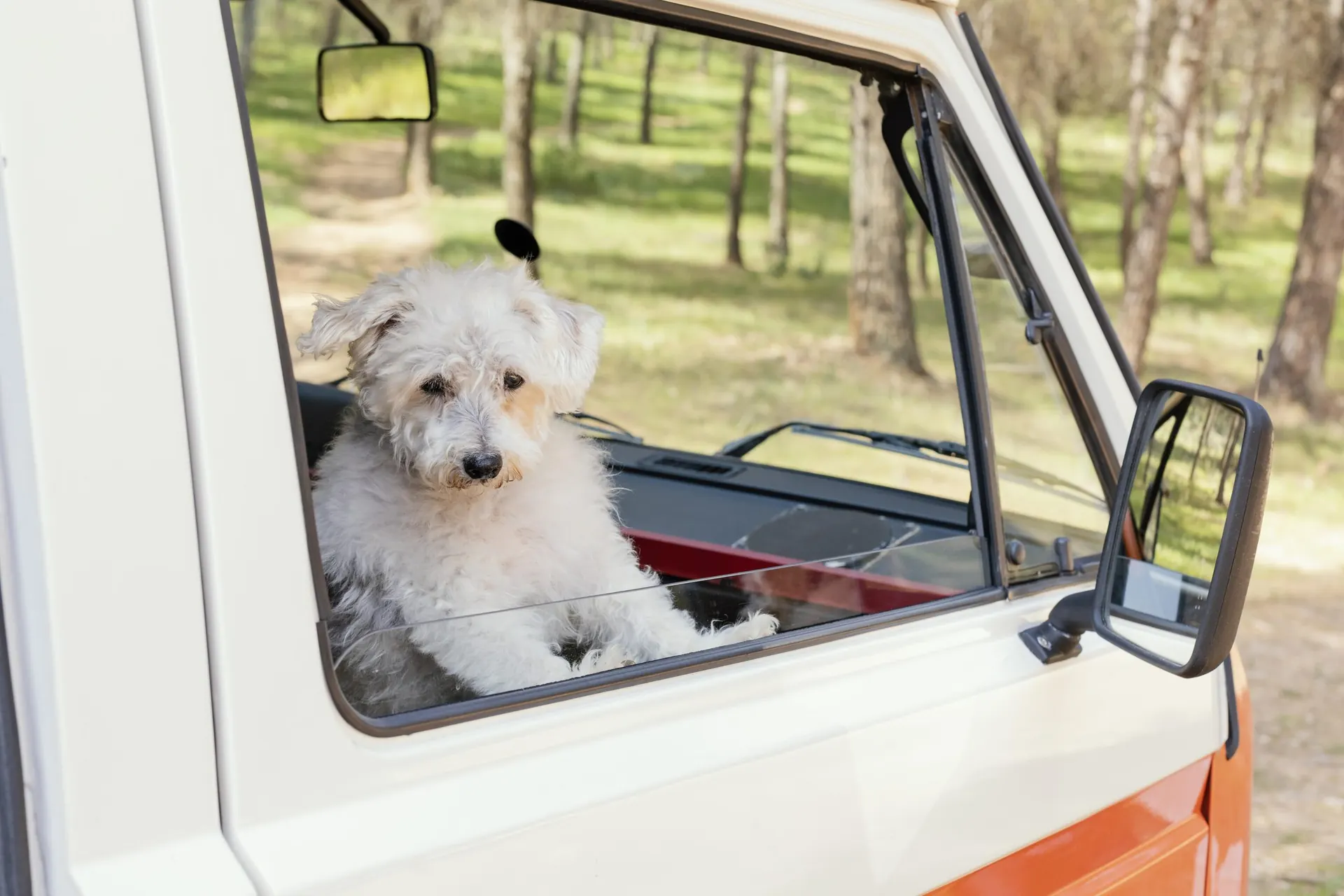 A small white terrier sitting up at an open car window
