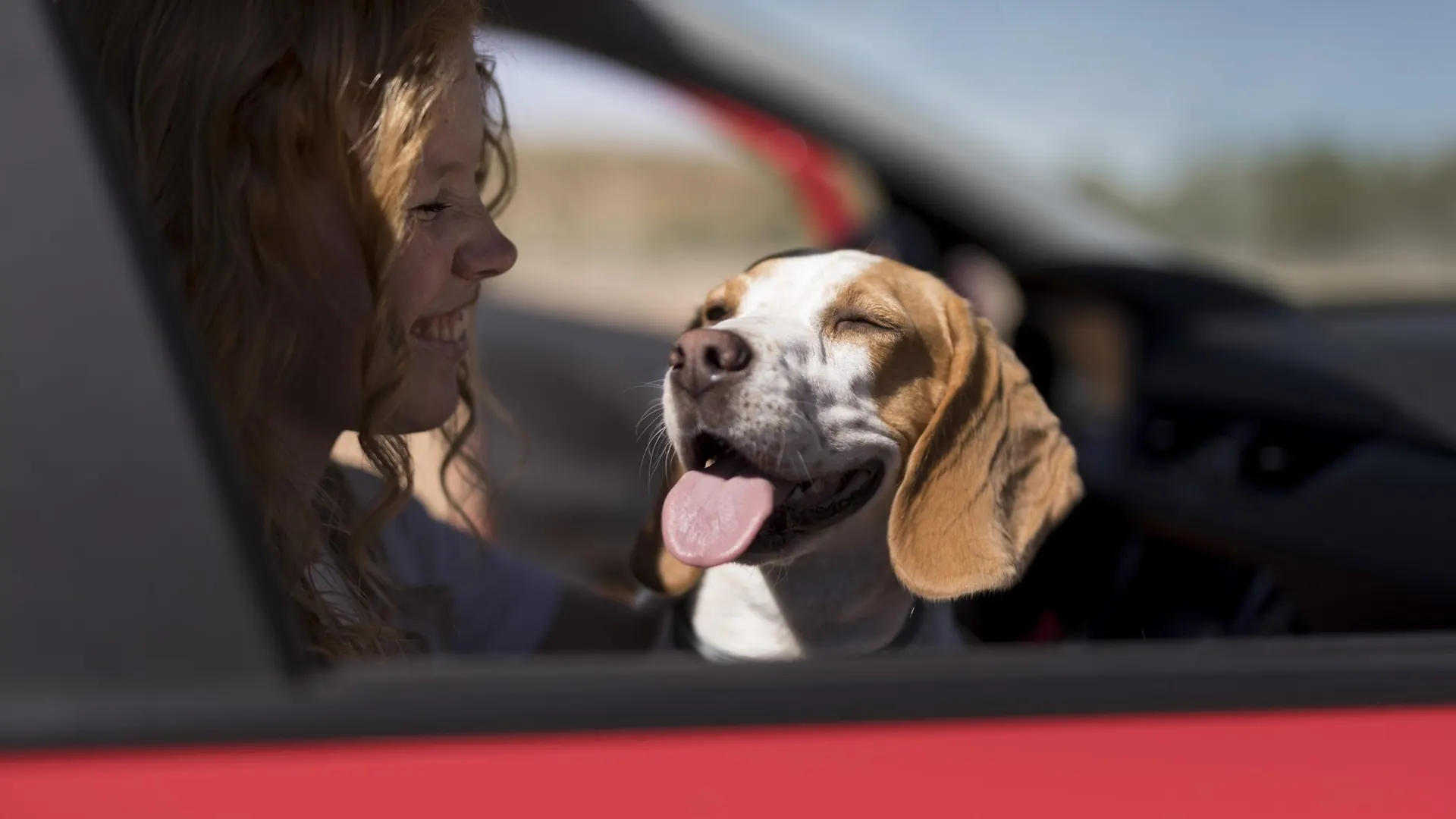A woman at the wheel with her beagle leaning happily towards her
